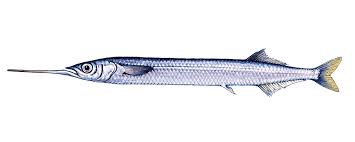 Gar Fish