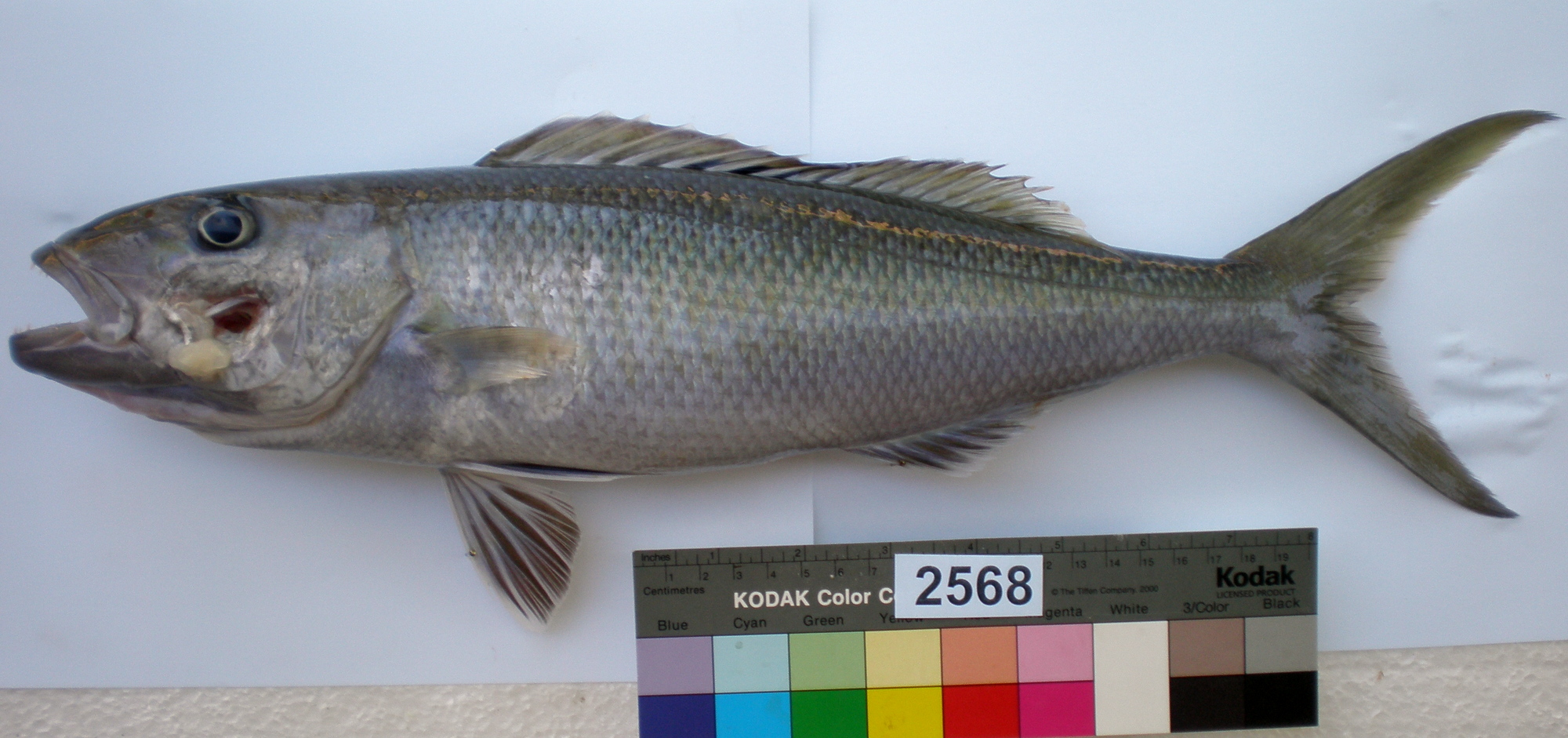 Green Jobfish