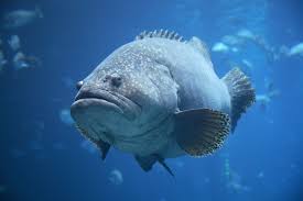 Groupers