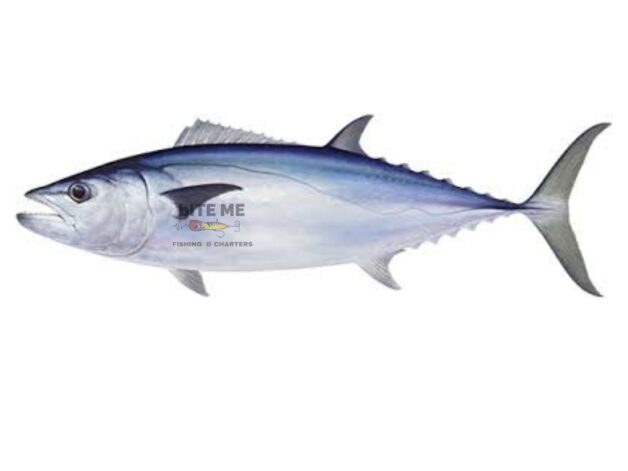Andaman Dogtooth Tuna