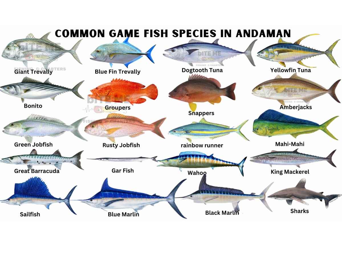 Fishes of Andama Nicobar Islands