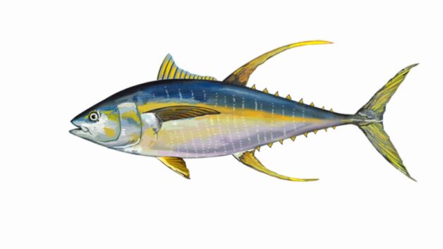 yellow fin tuna in andaman